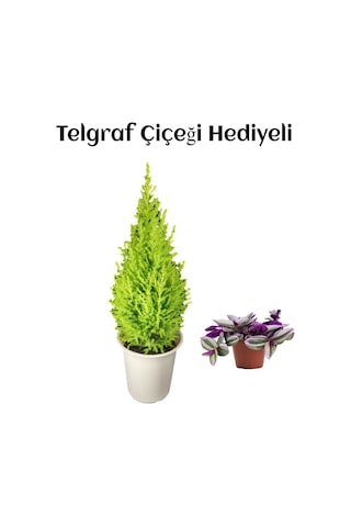 Limon Kokulu Salon Limon Çamı Sevgililer Gününe Özel Telgraf Hediyeli