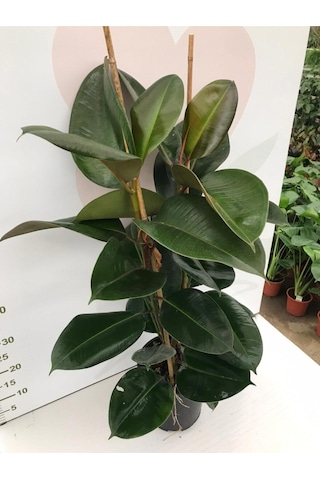 Videolu Kauçuk Fidanı Bitkisi 2 Dallı 1 Adet Saksılı 60-100cm Ev Ofis Bitkisi Ficus Elastica