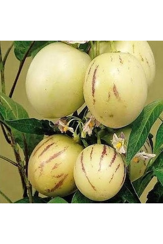 4 Adet Pepino Fidanı. Torbada Dallı