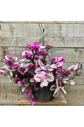 Pembe Telgraf Çiçeği Fidanı Nanouk Telgraf Çiçeği 10-20 Cm