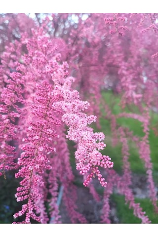 Ilgın Ağacı Fidanı - Bahçenize Zarif Ve Dayanıklı Güzellik Katın"