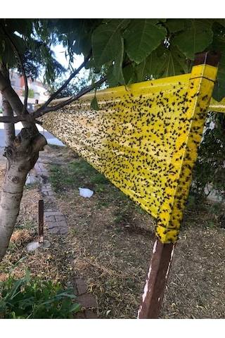 Sinek Tuzağı Seracılara ,ahırda Sinek Bandı 30cm 100m