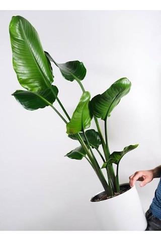 Thebestonline Strelitzia Starliçe 80-110 Cm Boyunda Tek Gövdeli S