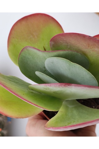 Kalanchoe Thyrsiflora Red Lips Sukulent 1 Adet