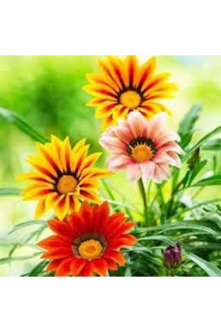 20 Adet Tohum Nadir Bulunan Koyun Gözü Çiçeği Koyun Gözlü Çiçek T