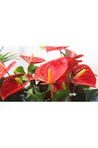 Antoryum Çiçeği - Özel Günler İçin