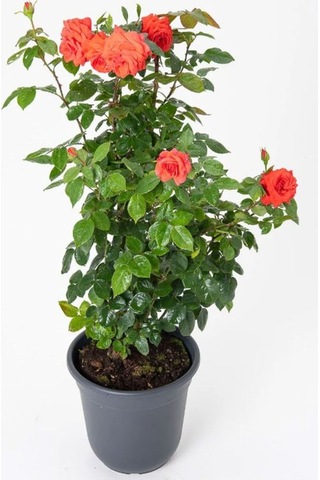 Canlı Turuncu Renk Bahçe Gülü Yediveren 30-40cm Rose