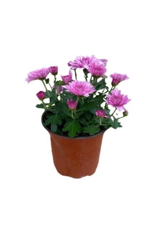 Mor Kasımpatı Krizantem Chrysanthemum Saksılı 10-20 Cm