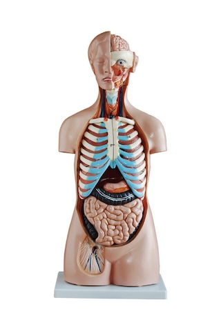 Insan Vücudu Modeli Torso 85Cm 20 Parça Cinsiyetsiz Tam Boy