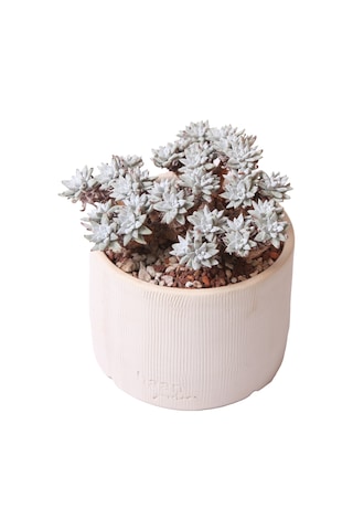 Echeveria Doodleya - Sukulent Haangarden