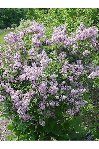 Muhteşem Kokulu 1 Adet Leylak Ağacı Fidanı 70-115cm Saksılı\tüplü LeTree Sapling