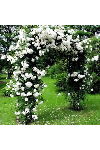 Çok Yaşlı Soğuklara Dayanıklı Kokulu Yediveren Bride Crown Beyaz Sarmaşık Gül Fidanı 120-200 Cm