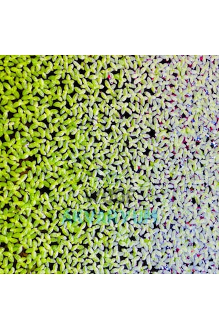 Woof Akvaryum Su Mercimeği Kapta Lemna Minor Su Üstü Bitkisi 30 Cc