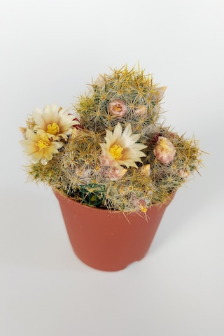 Mammillaria Prolifera Teksas Meme Kaktüsü Krem Çiçek Açan Kaktüs