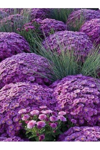 Teras Bitkisi Mor Renk Kasımpatı Çiçeği 1 Adet Saksılı 10-25 Cm