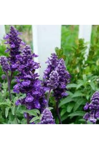 10 Adet Tohıum Adaçayı Çiçeği Tohumu Mor Ada Çay Çiçek Tohumu Sak