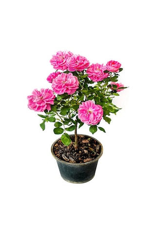 Vidolu Isparta Gülü Reçellik Pembe Renkli 20 50 Cm 1 Adet Aşılı Gül Pink Rose