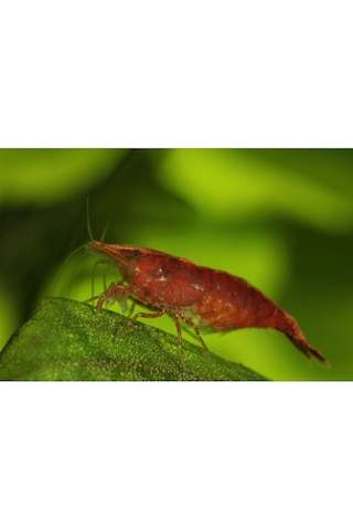 Kiraz Karides 10 Adet 1-1,2 Cm