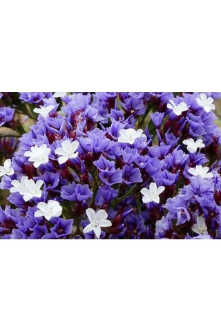 Deniz Lavantası Çiçeği Tohumu[10 Adet Tohum]