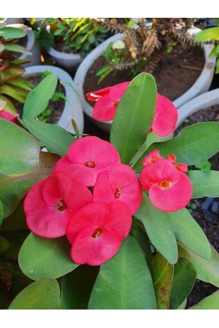 İthal Dolgun Pembe Renkli Saksılı 1 Adet Milli Dikenler Tacı Euphorbia Milii