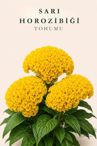 Sarı Horozibiği Çiçeği Tohumu 25 Ad Çiçek Tohumu Sarı Horozibiği Çiçeği Tohumu 25 Ad Çiçek Tohumu
