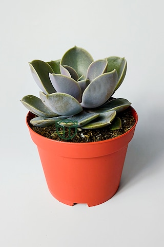 Echeveria Pollux Rozet Sukulent Özel Tür 8.5 Kırmızı Saksıda