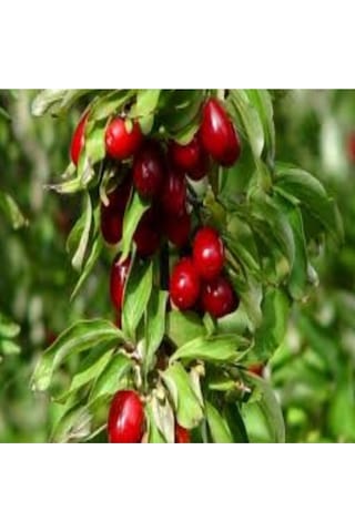5 Adet Tohum Nadir Kırmızı Kızılcık Ağacı Ağaç Tohumu Hediye Tohumludur