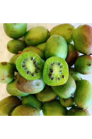 Bahçevilya Mini Kivi Fidanı 1-2 Yaş Arası Tüplü