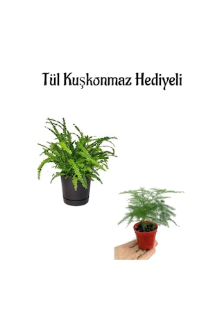 Anneler Gününe Özel Aşk Merdiveni Çiçeği Tül Kuşkonmaz Bitkisi
