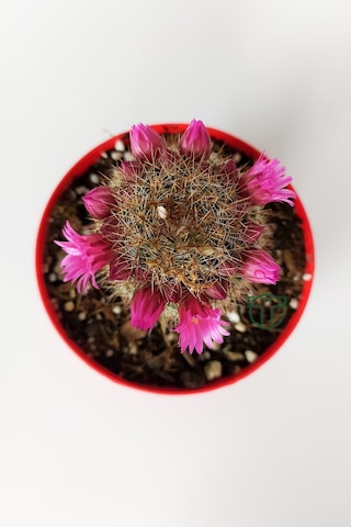 Mammillaria Spinosissima Lila Çiçekli Kaktüs Özel Tür 8.5 Saksıda
