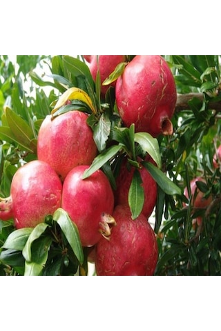 Tüplü Tatlı Çekirdeksiz Nar Fidanı