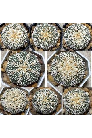 100 Adet Kaktüs Tohumu Karışık Astrophytum Astro 5 Ribs,kıkko,superkabuto ,star Type, V Type