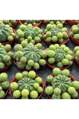 Çiçek Açan Tür, Bol Yavrulu Matucana Polzii Kaktüsü 5.5cm Saksıda Gönderilir 1 Adet