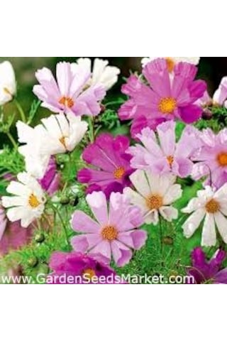 50 Adet Tohum Kosmos Çiçeği Tohumu Cosmos Çiçek Tohumu Toh