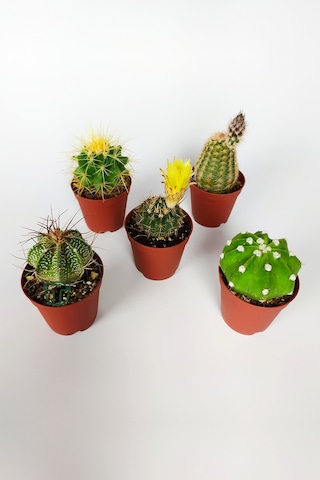 5 Li Kaktüs Set