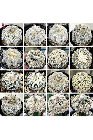 100 Adet Kaktüs Tohumu Karışık Astrophytum Astro 5 Ribs,kıkko,superkabuto ,star Type, V Type