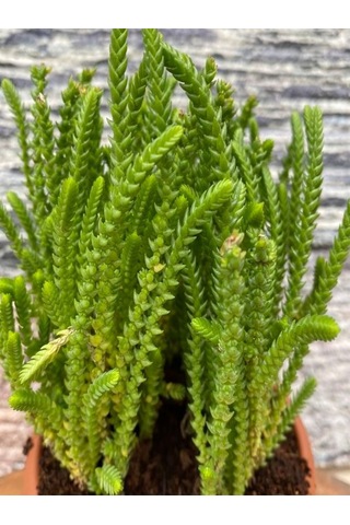Videolu 1 Adet Prenses Çamı Çiçeği 10-15 Cm Saksılı Çiçekli Bodur Bitkiler Crassula Muscosa