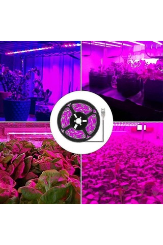 Bitki Işık Şeritleri - İç Mekan Bitkileri, Sukulentler, Hidro Çok Renkli