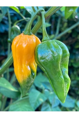 Devil S Tongue Yellow Pepper / 300.000 Scoville - Gerçek Taze Acı Biber