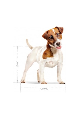 Mini Adult Küçük Irklar Için Yetişkin Kuru Köpek Maması 800 Gr