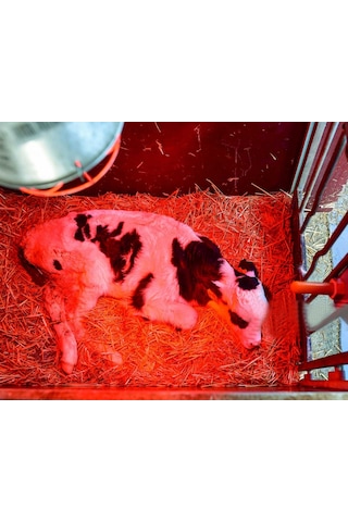 Isıtıcı Ampul 250 Watt Beyaz