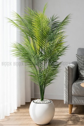 Areka Ağacı 24 Yapraklı 130 Cm Küre Saksıda Beyaz