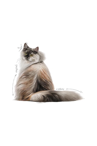 Royal Canin Hair & Skin Gravy Yetişkin Kedi Yaş Maması 12 X 85 Gr