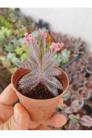Pembe Aşkın Gözyaşı Çiçeği Sukulent