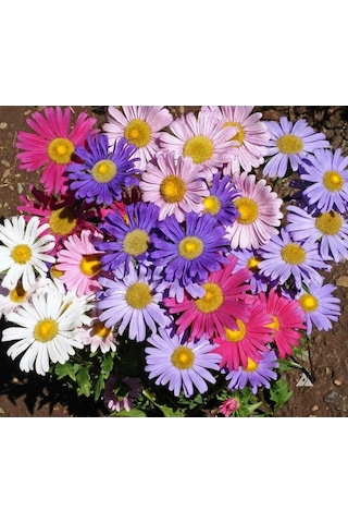 Arzuman Aster Çiçek Tohumu 50 Adet