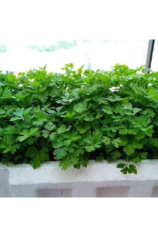 Geniş Büyük Yapraklı Saksılık Maydanoz Tohumu 1 Gram