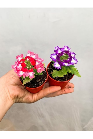 Videolu 2 Adet Karışık Mine Çiçeği Fidanı 10-20 Cm Çiçekli Bodur Bitkiler Verbena