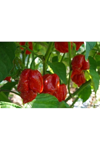 Trinidat Moruga Scorpion Tohumu Tropikal Sebze Tohumları 5 Adet Tohum
