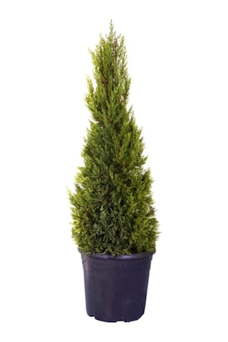 Videolu Limon Çamı/servi 1 Adet Saksılı/tüplü 30-60 Cm Dış Mekan Bitkisi Cupressus Macrocarpa