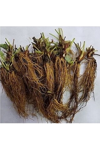 100 Adet Çilek Fidesi Yediveren Sanandeas 12 Ay Dikim